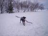 Izzy carrying her big stick, Feb/08.